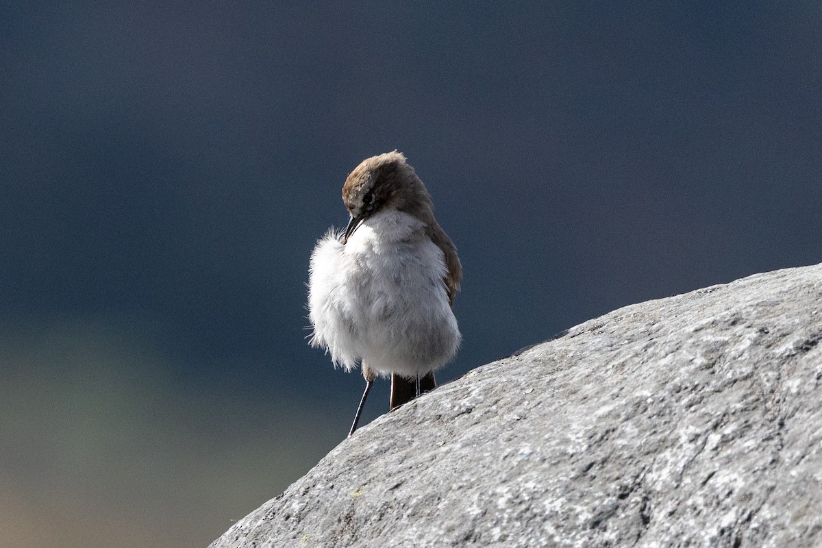 Plain-capped Ground-Tyrant - ML641265922