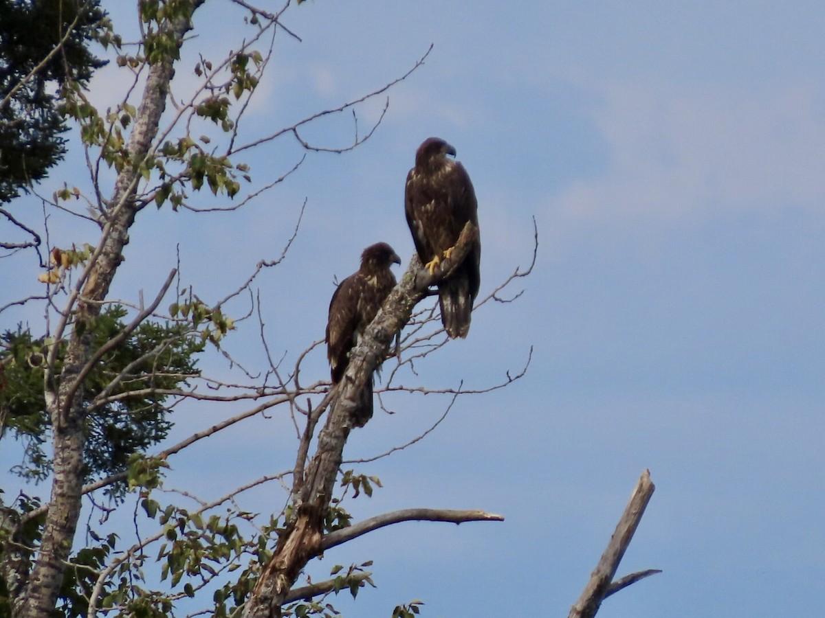 Bald Eagle - ML641265934