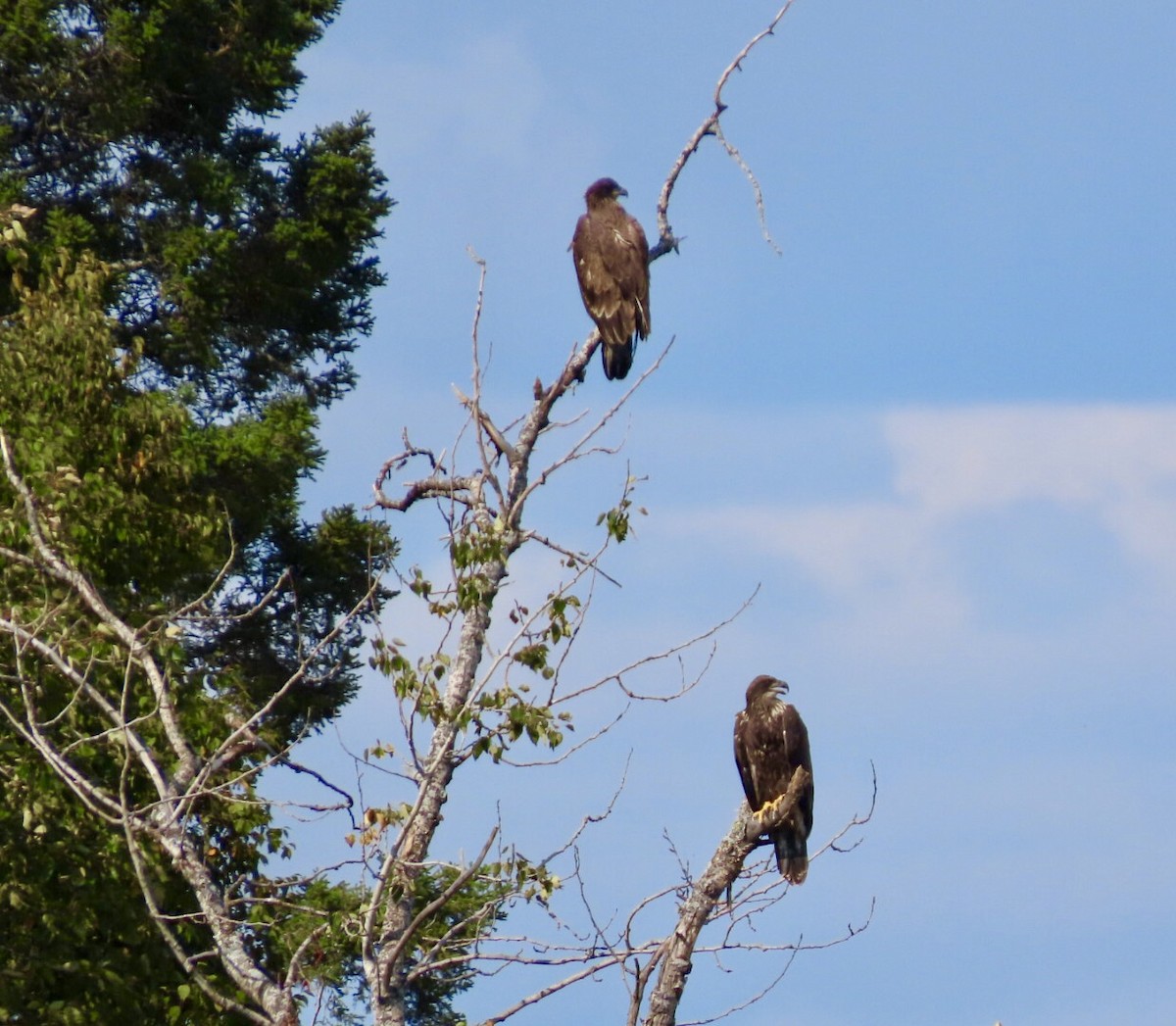 Bald Eagle - ML641265935