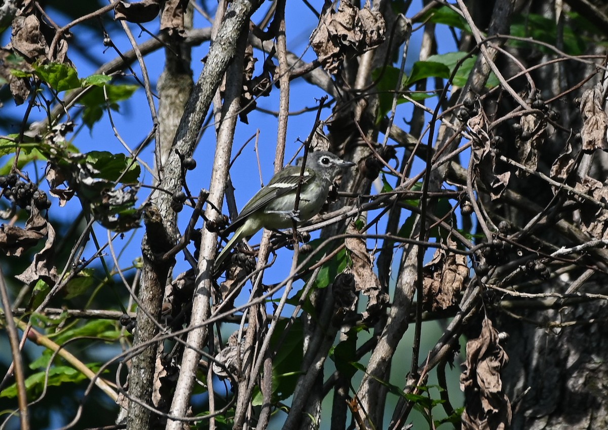 Blue-headed Vireo - ML641265936
