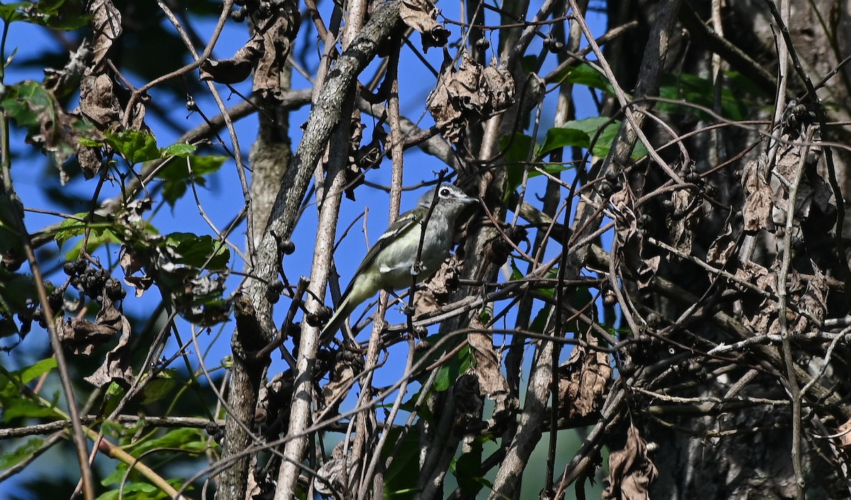 Blue-headed Vireo - ML641265937