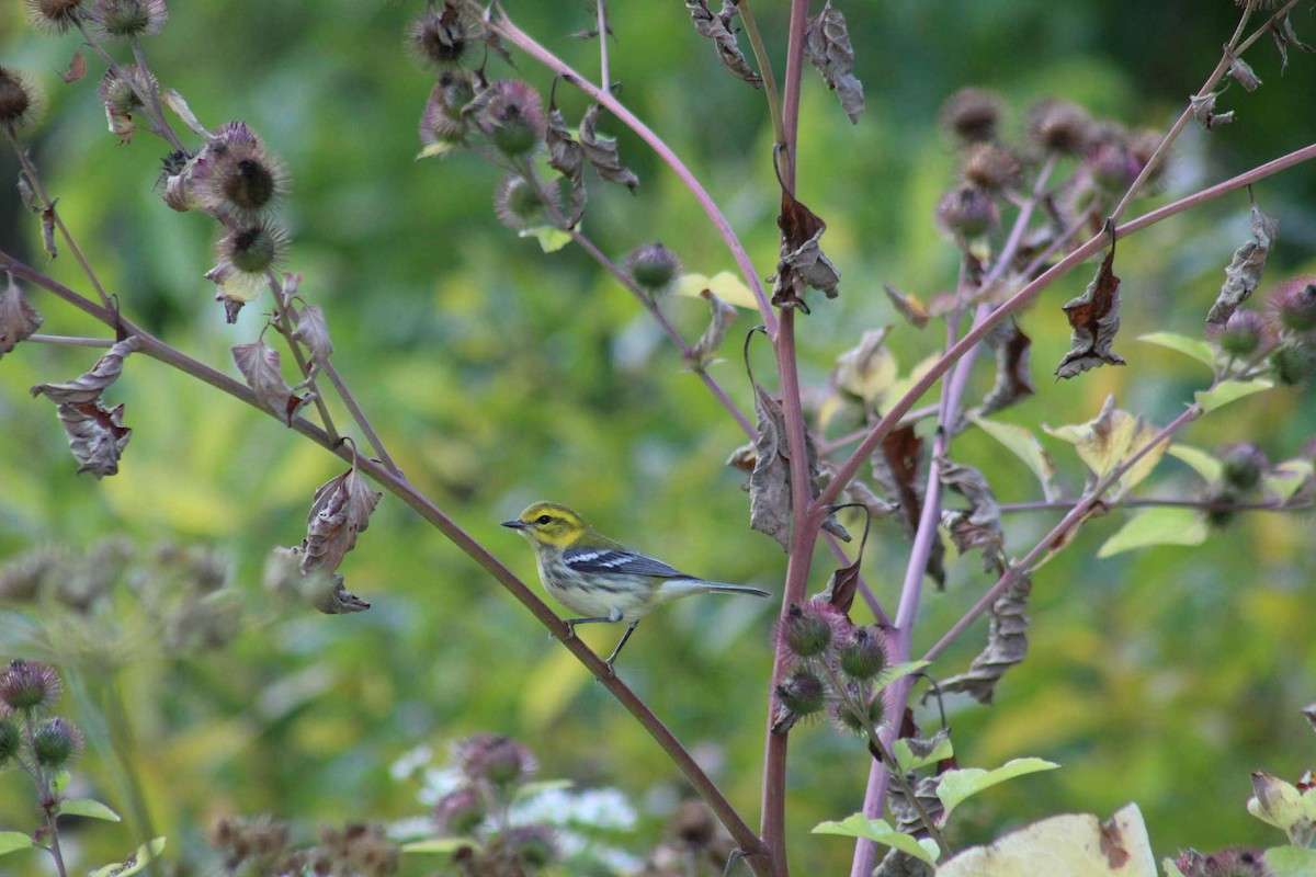 Black-throated Green Warbler - ML641265939