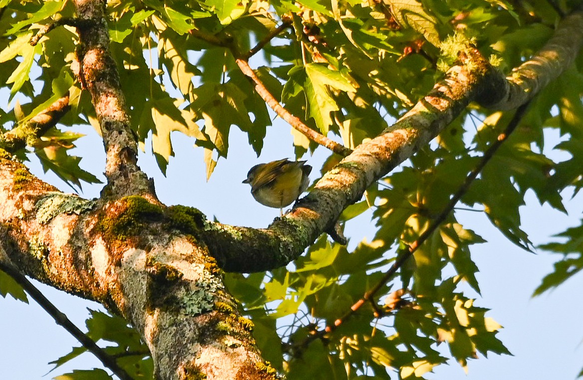 Red-eyed Vireo - ML641265948