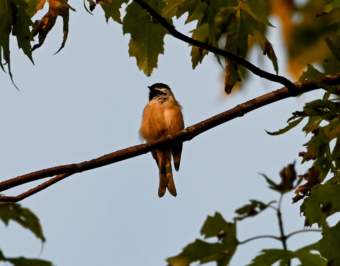 Carolina Chickadee - ML641265960