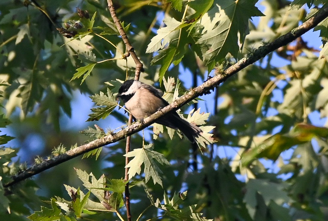 Carolina Chickadee - ML641265961