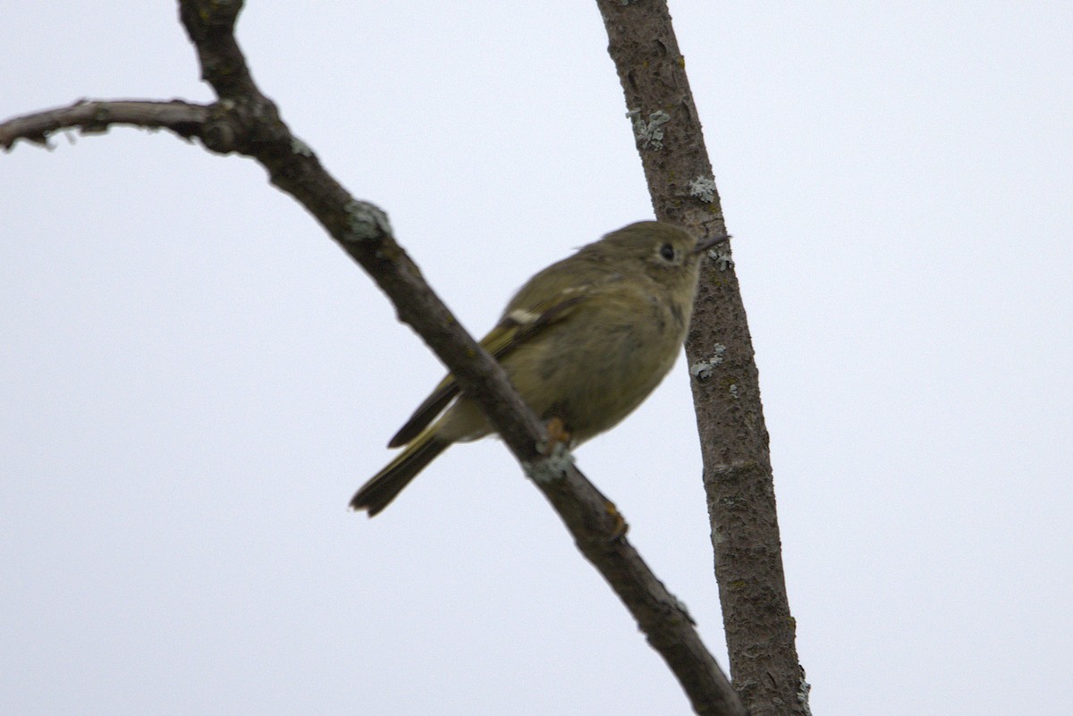 Ruby-crowned Kinglet - ML641265973