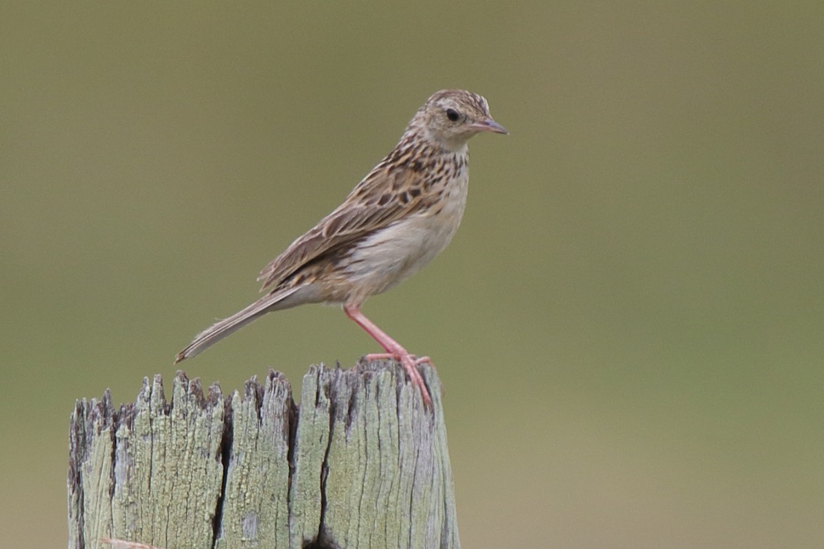 Pipit de Hellmayr - ML641266028