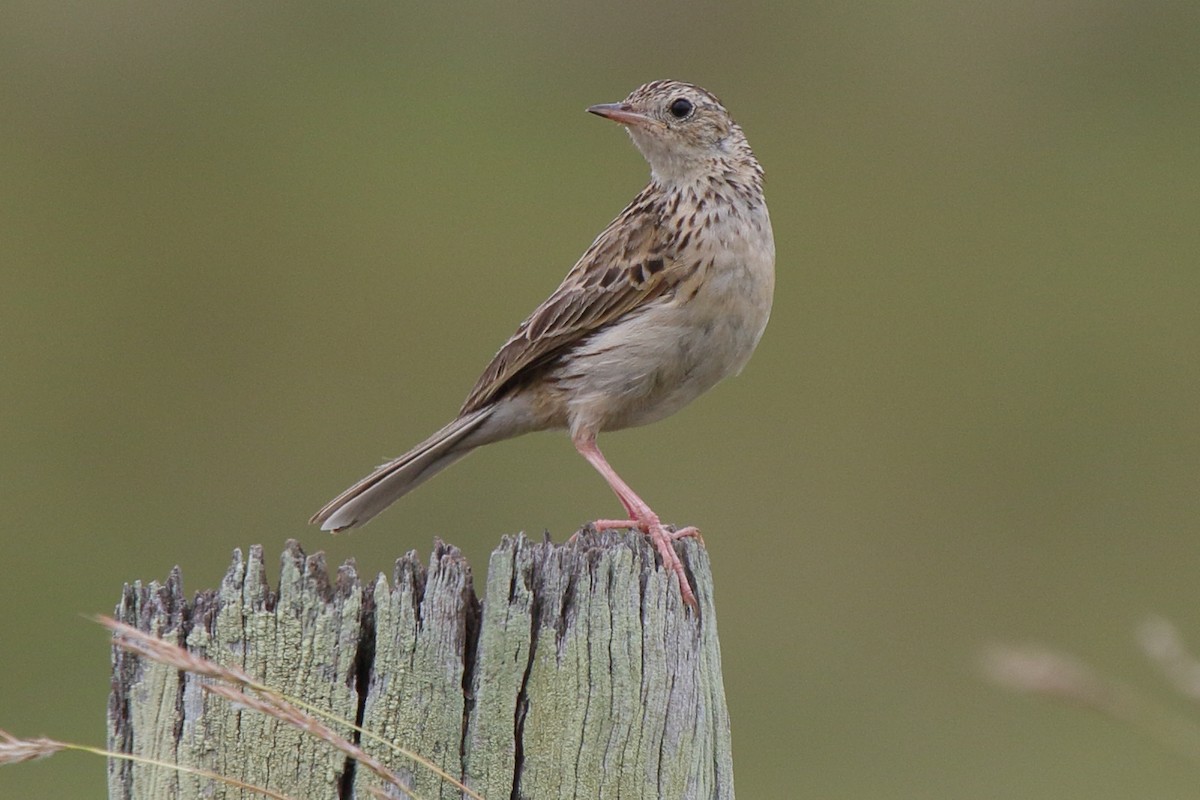 Pipit de Hellmayr - ML641266029