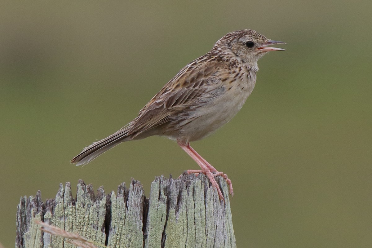 Pipit de Hellmayr - ML641266030