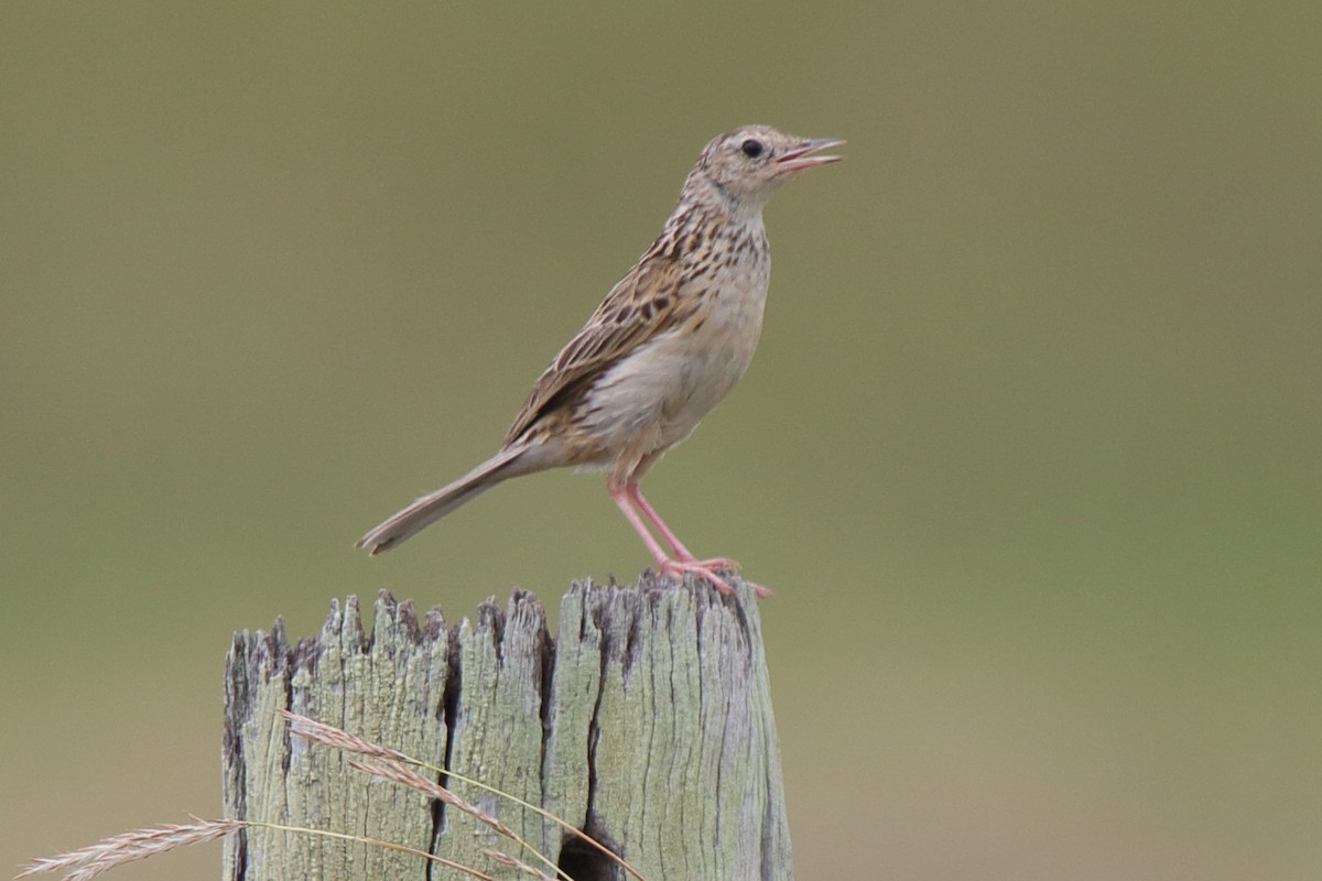Pipit de Hellmayr - ML641266031