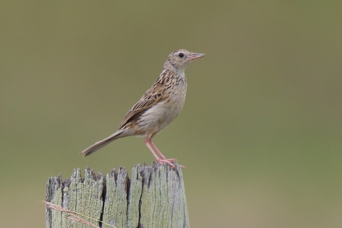Pipit de Hellmayr - ML641266032