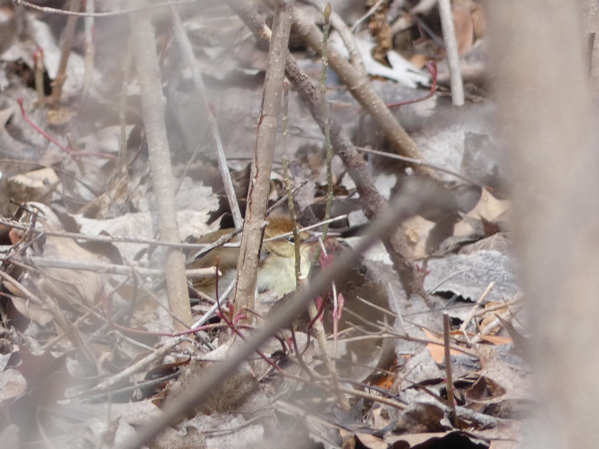 Swainson's Warbler - ML641266033