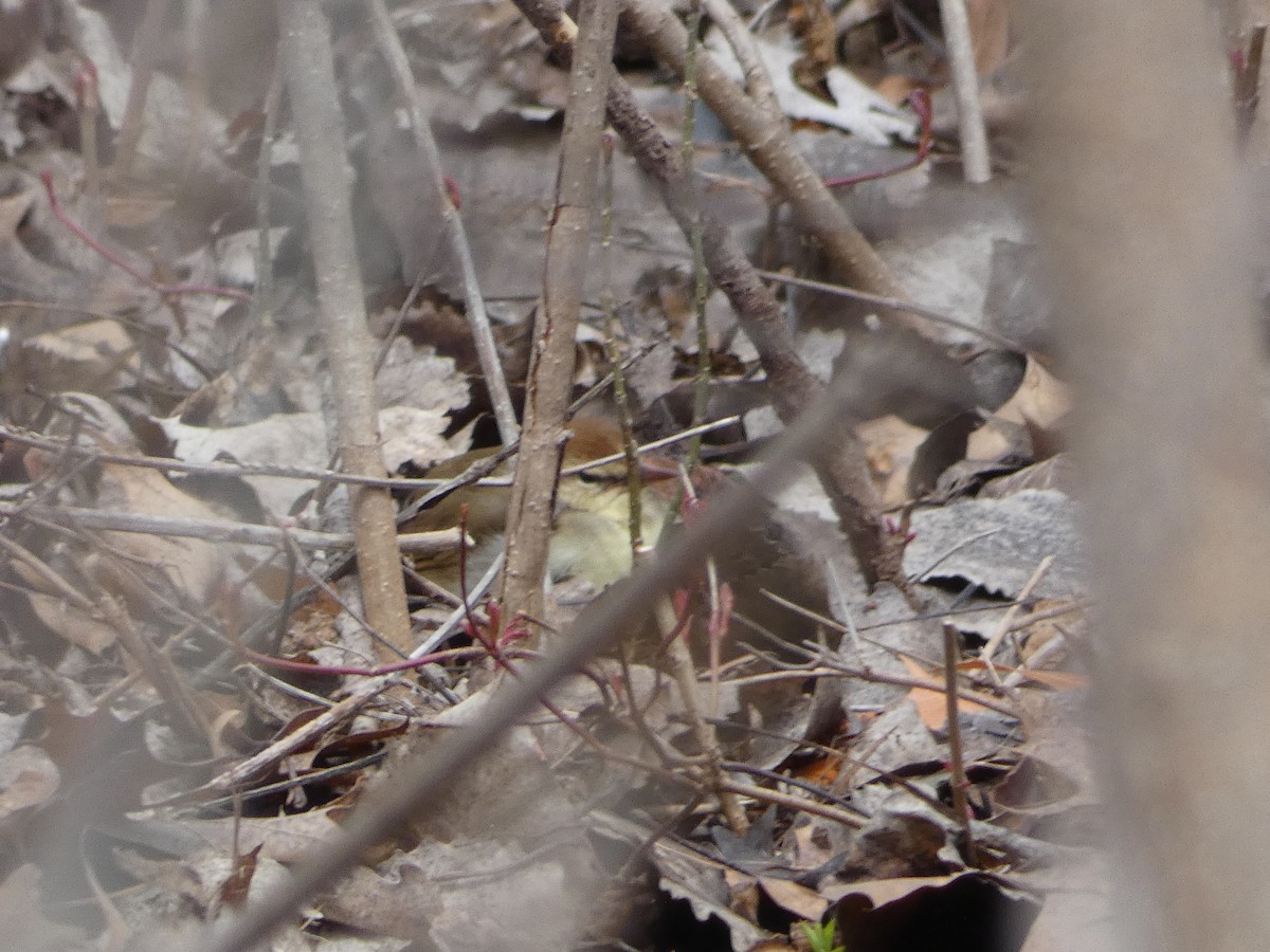 Swainson's Warbler - ML641266034