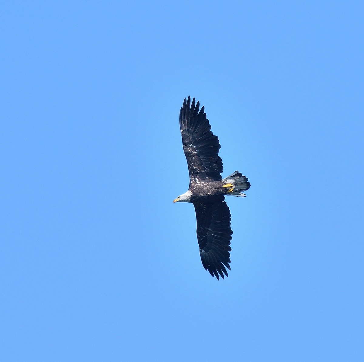 Bald Eagle - ML641266041