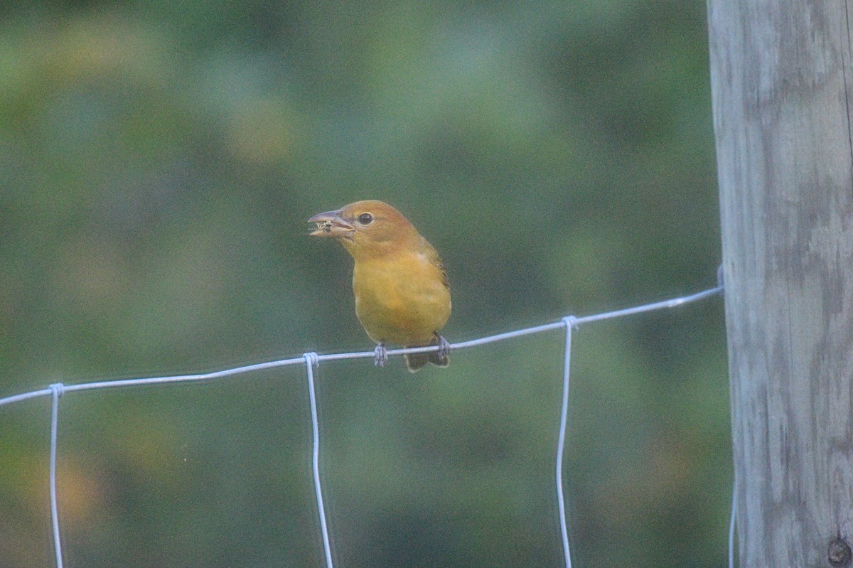 sommerpiranga - ML641266045