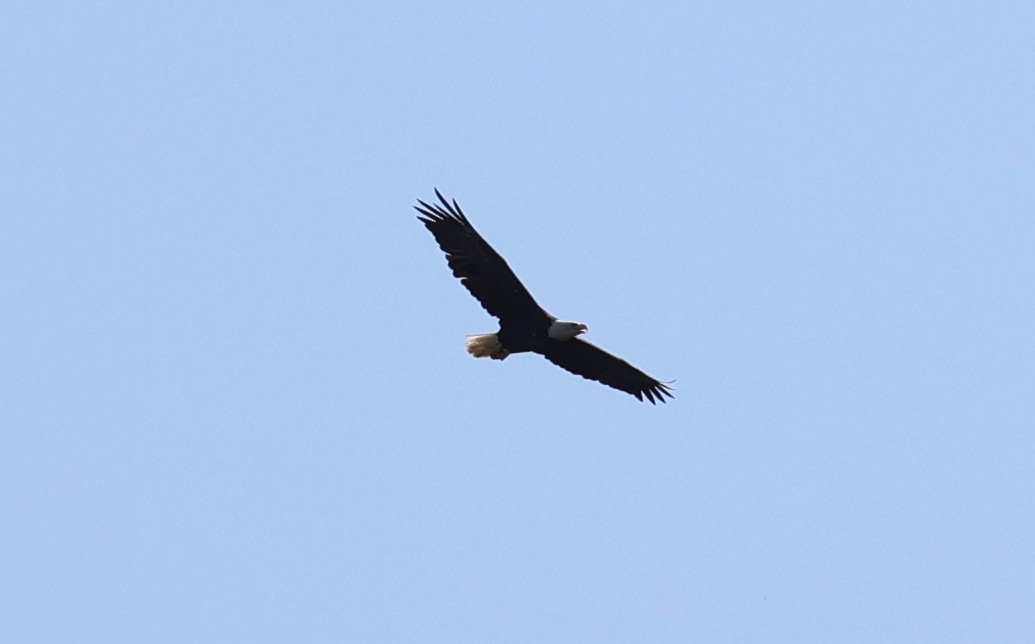 Bald Eagle - ML641266048
