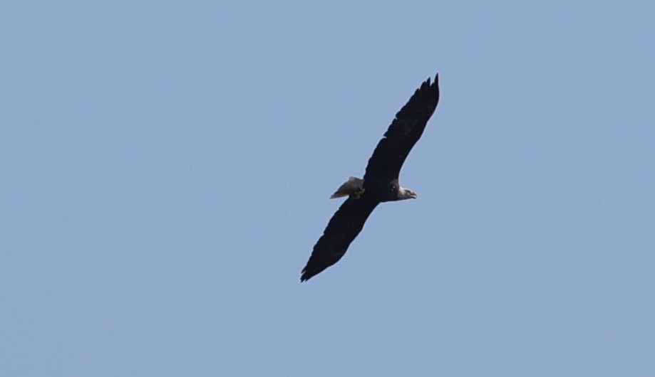 Bald Eagle - ML641266051
