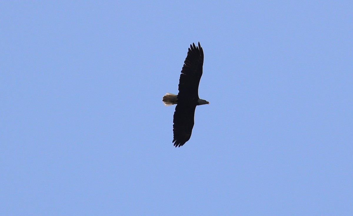 Bald Eagle - ML641266056