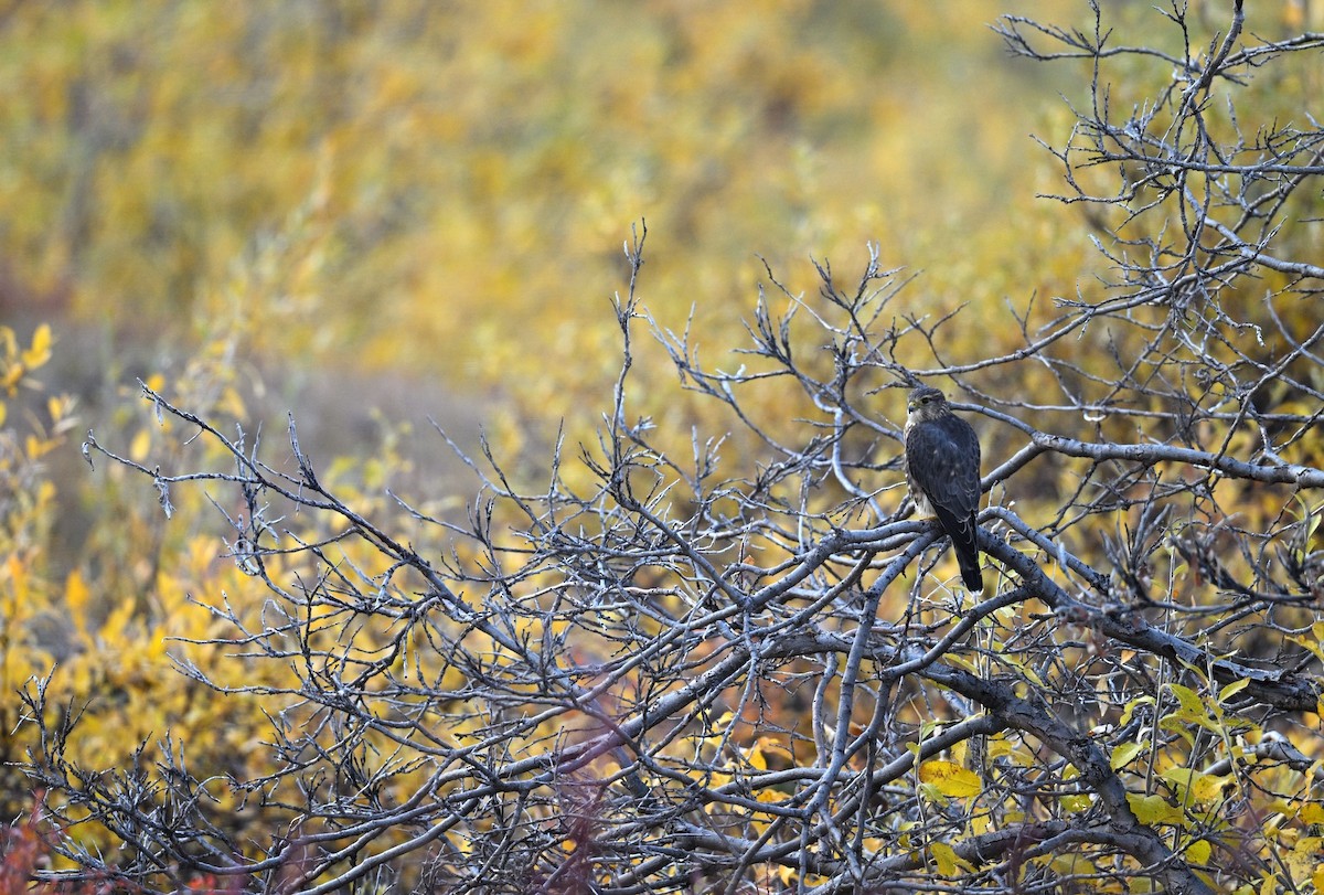 Merlin - ML641266079