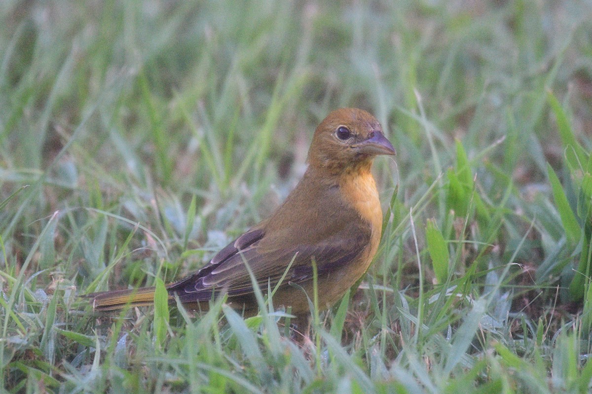 sommerpiranga - ML641266080