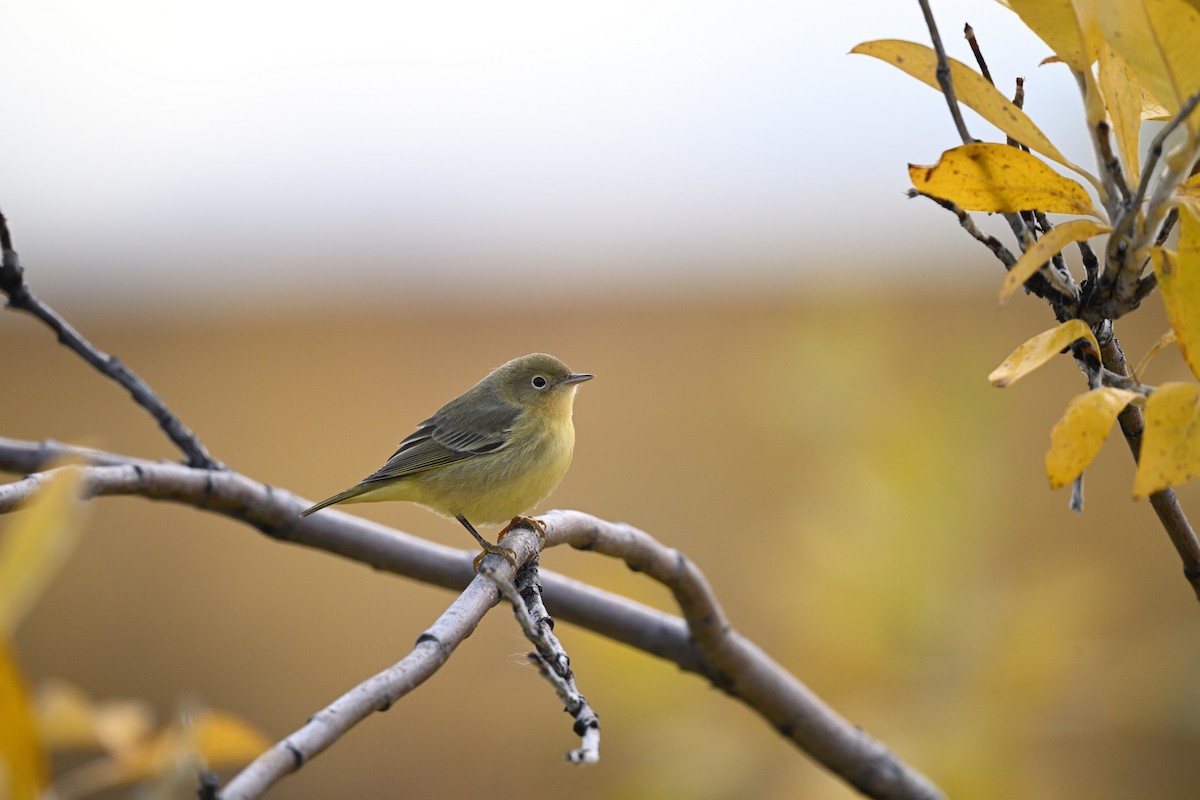 Northern Yellow Warbler - ML641266085