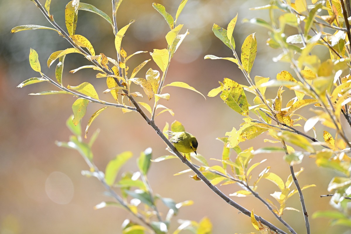 Wilson's Warbler - ML641266097