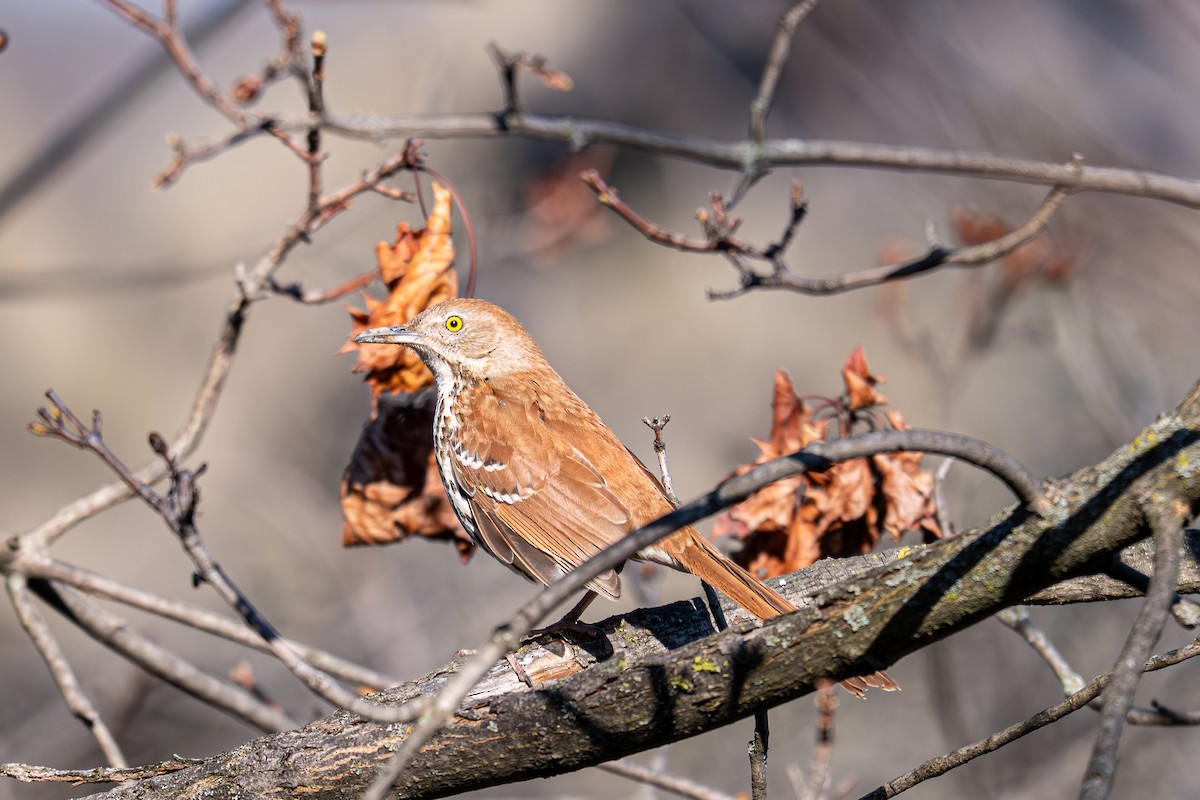Brown Thrasher - ML641266109