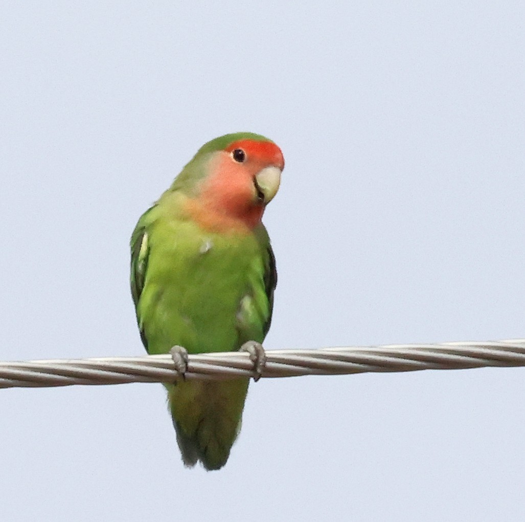 Rosy-faced Lovebird - ML641266111