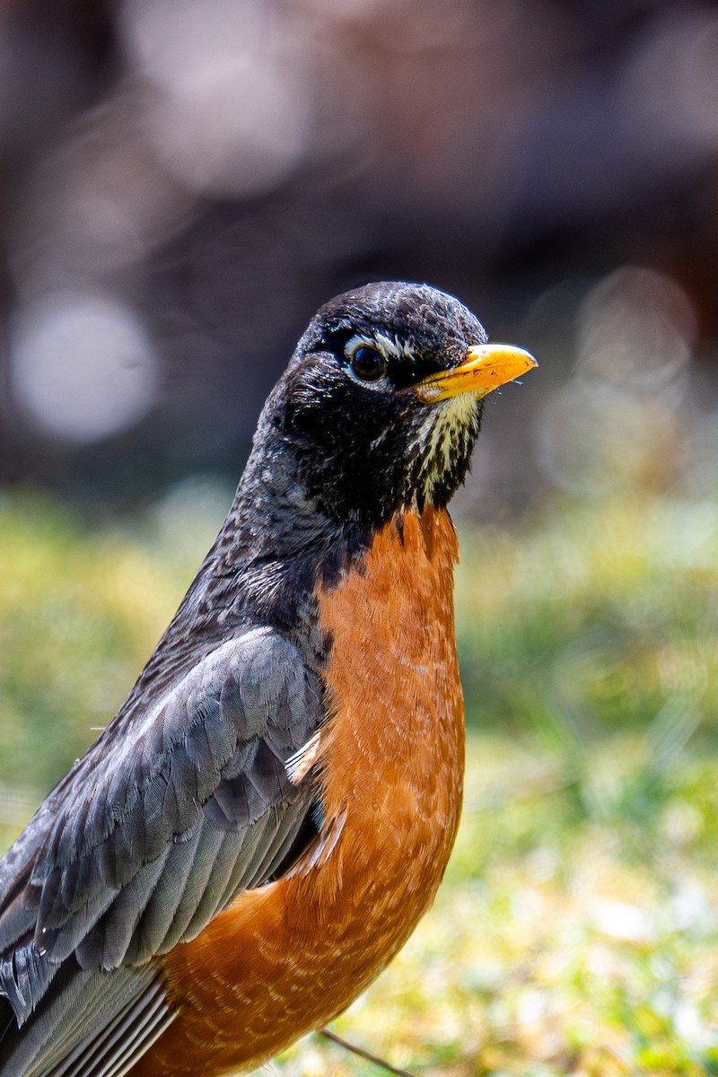 American Robin - ML641266122