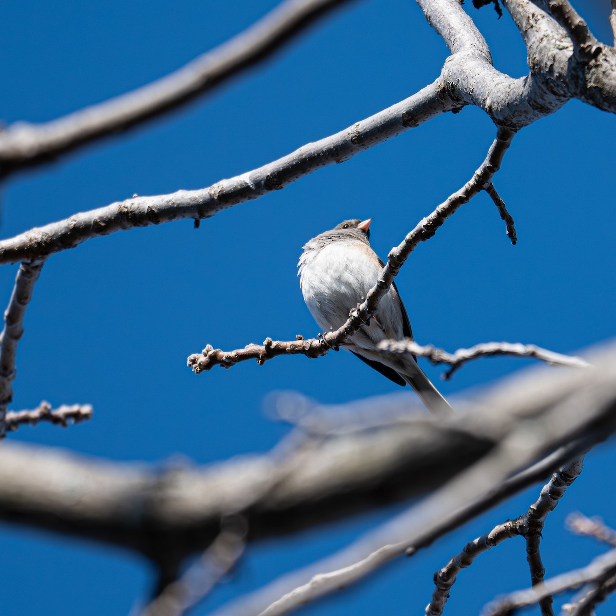 Dark-eyed Junco - ML641266143