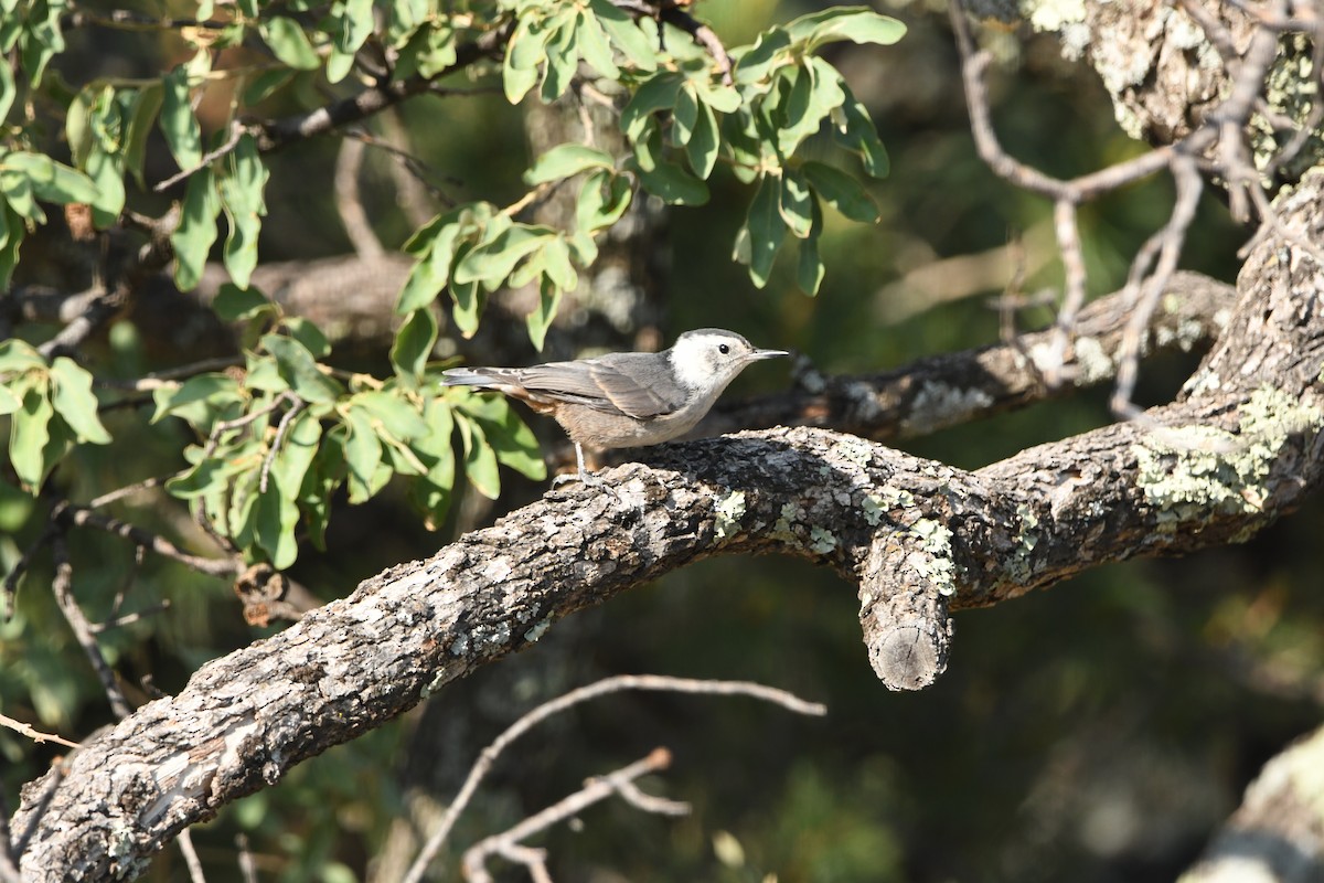 White-breasted Nuthatch - ML641266146