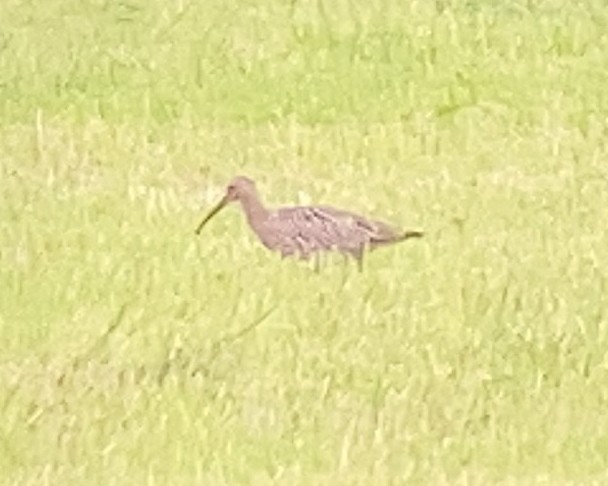 大杓鷸 - ML641266147