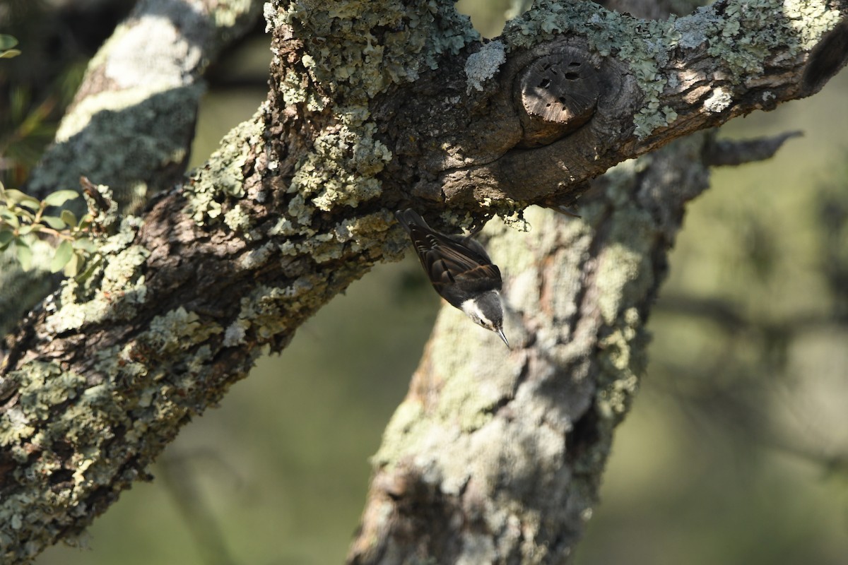 White-breasted Nuthatch - ML641266155