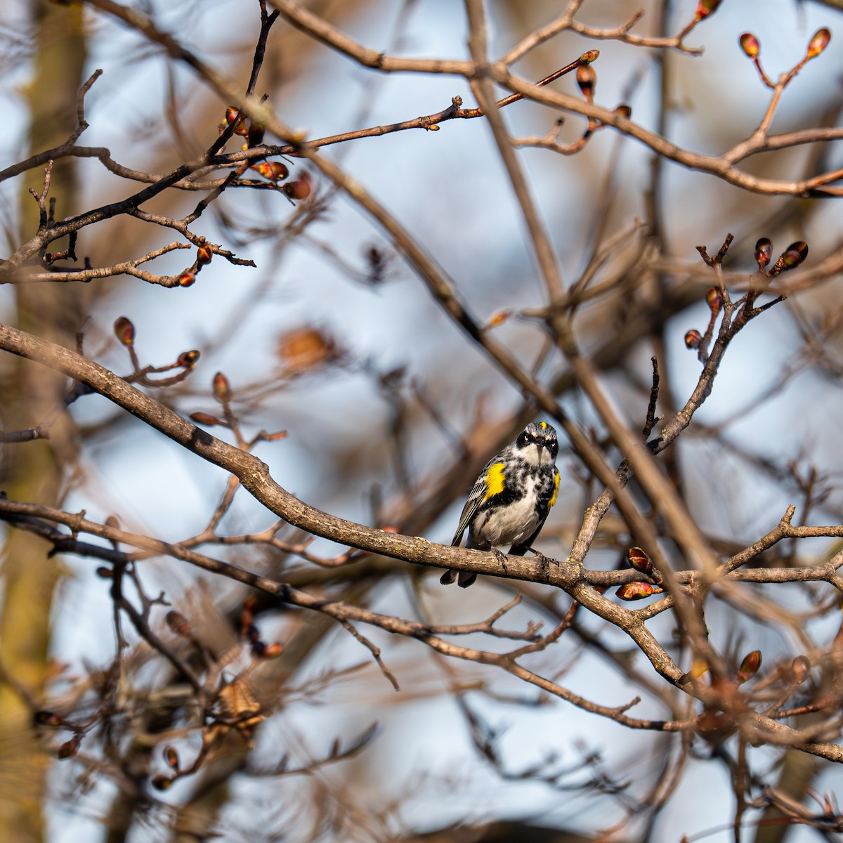 Yellow-rumped Warbler - ML641266156