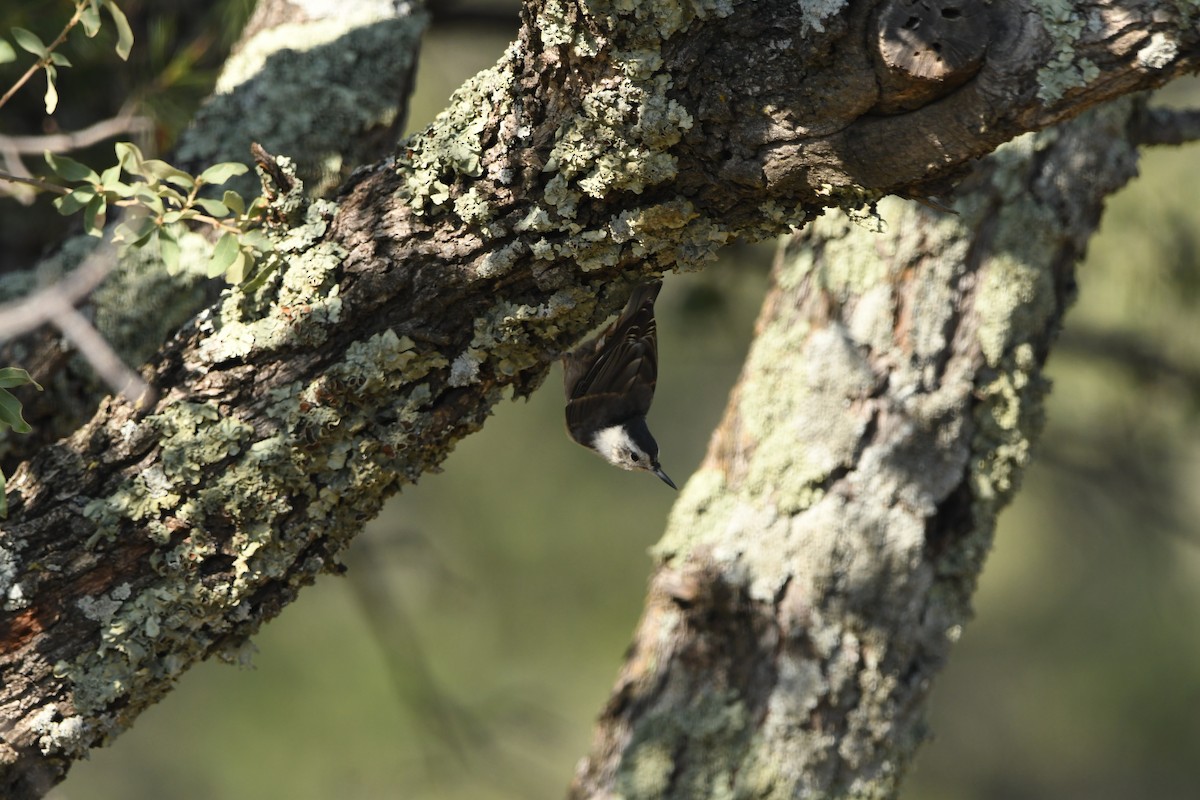White-breasted Nuthatch - ML641266167