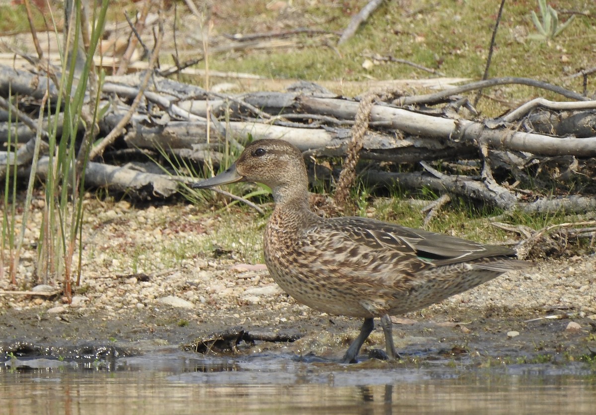 Green-winged Teal (American) - ML641266169