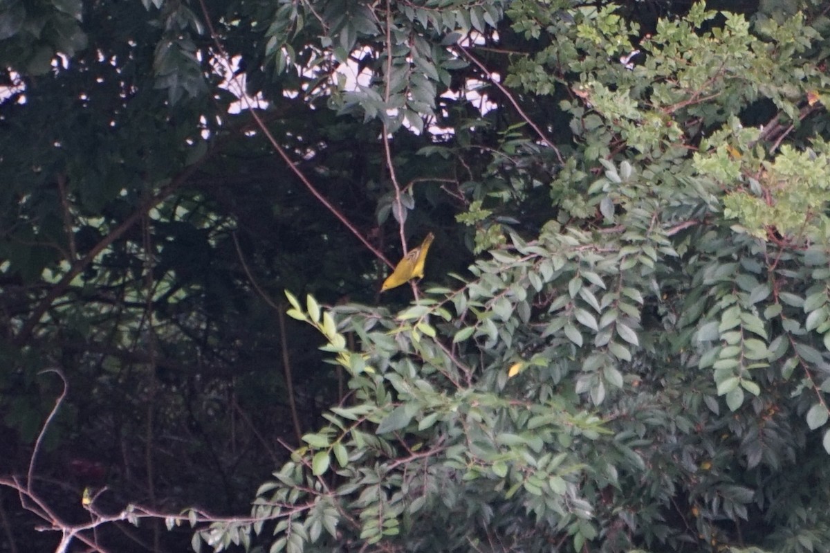 Yellow Warbler - ML641266195