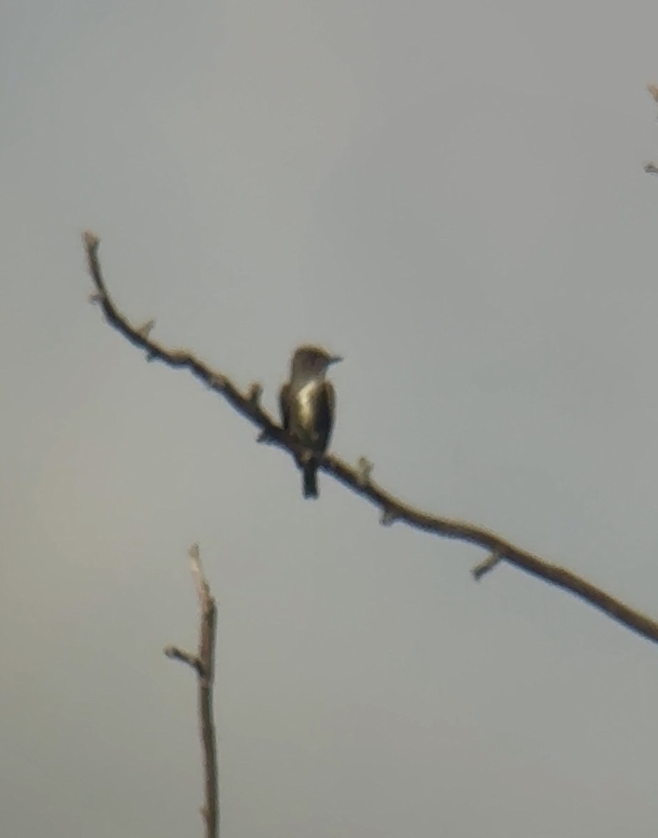 Olive-sided Flycatcher - ML641266231