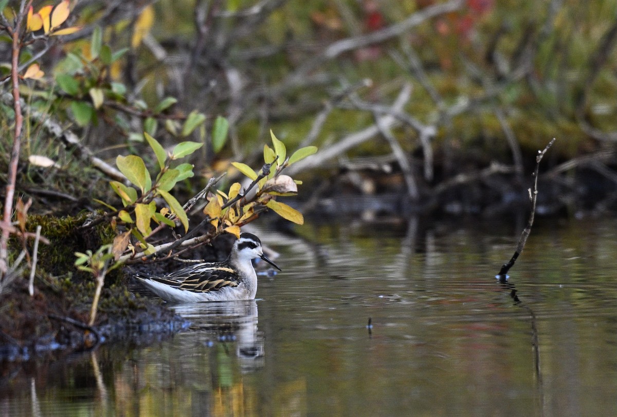 Red-necked Phalarope - ML641266240