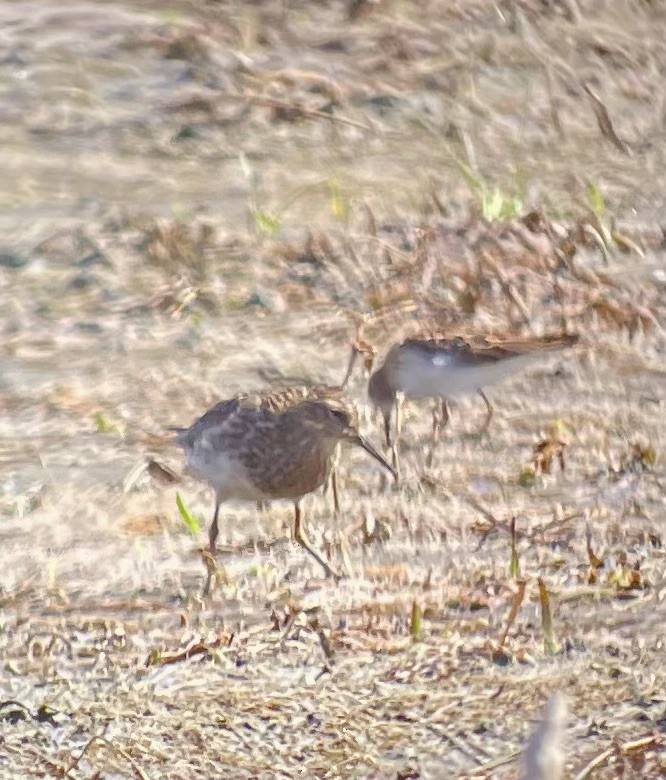 Pectoral Sandpiper - ML641266244
