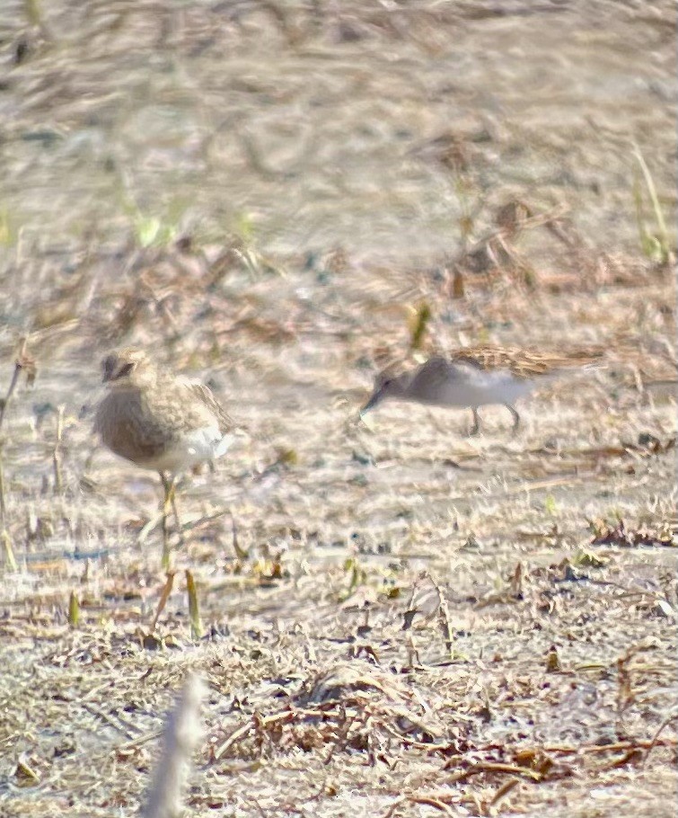 Pectoral Sandpiper - ML641266245