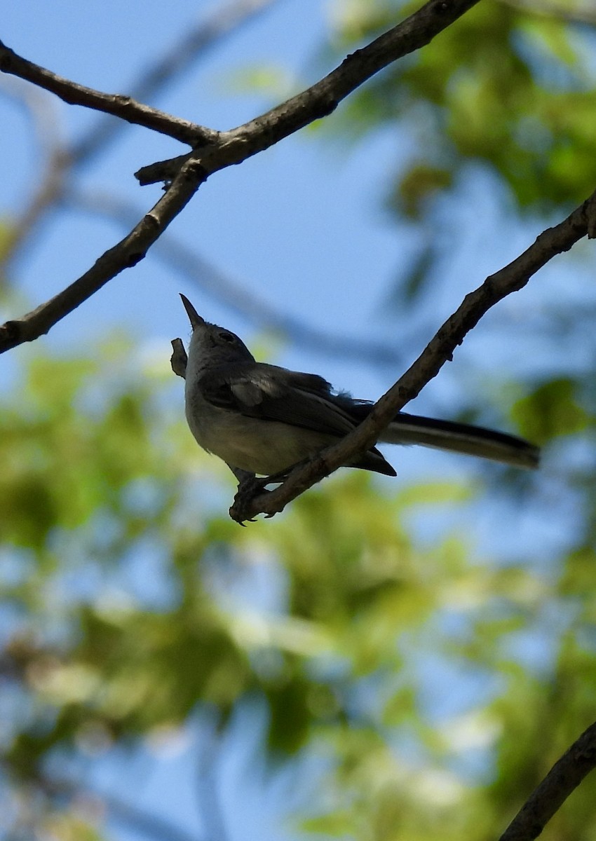Blue-gray Gnatcatcher - ML641266289