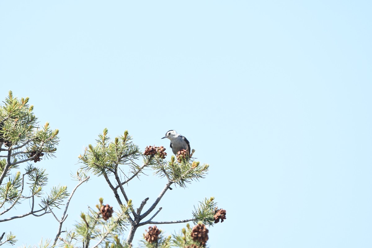 White-breasted Nuthatch - ML641266341
