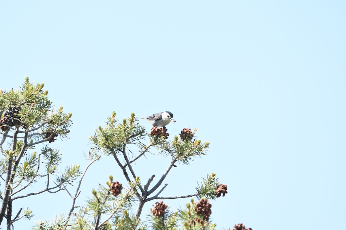White-breasted Nuthatch - ML641266343
