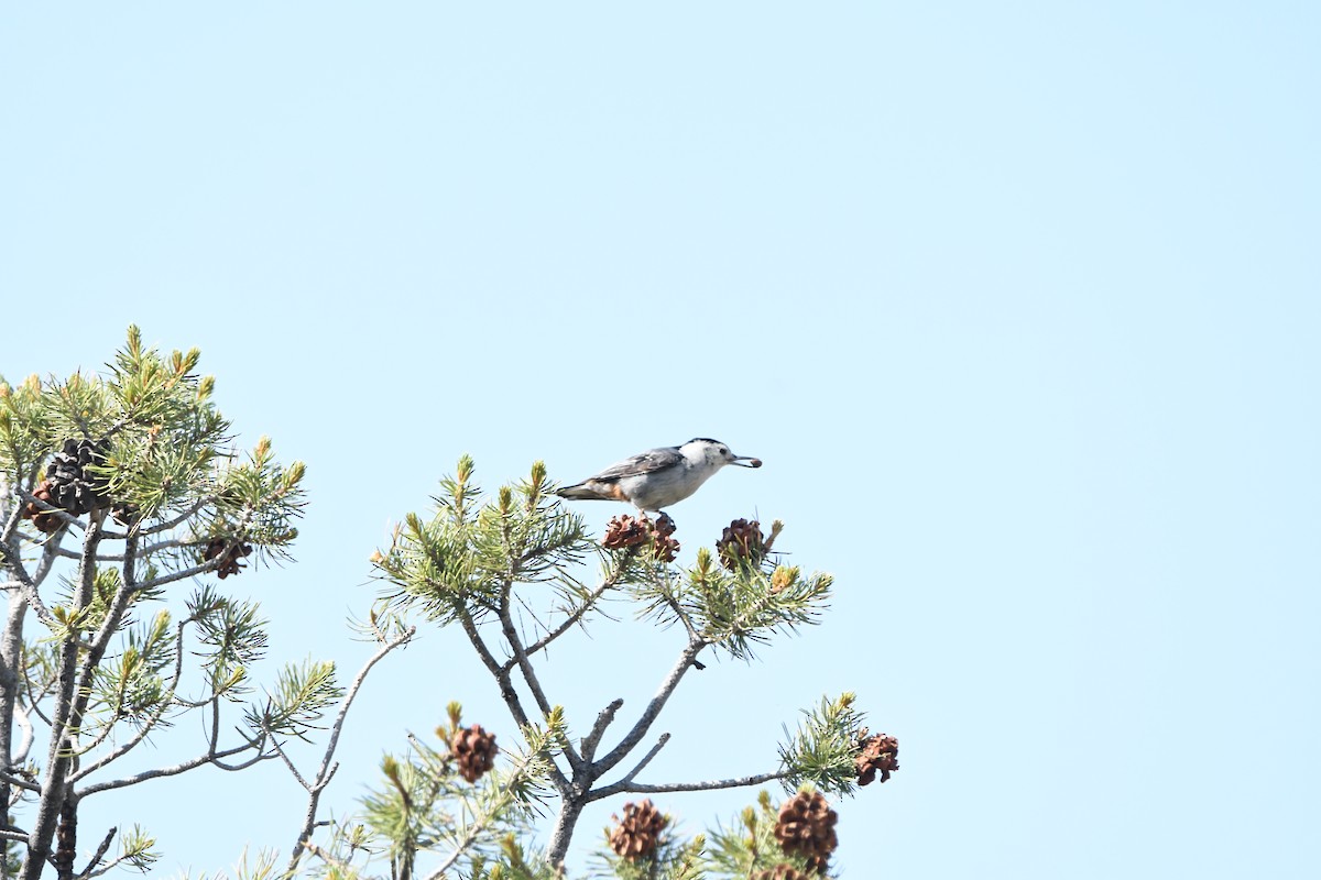 White-breasted Nuthatch - ML641266348