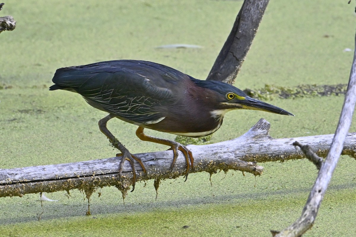Green Heron - ML641266380