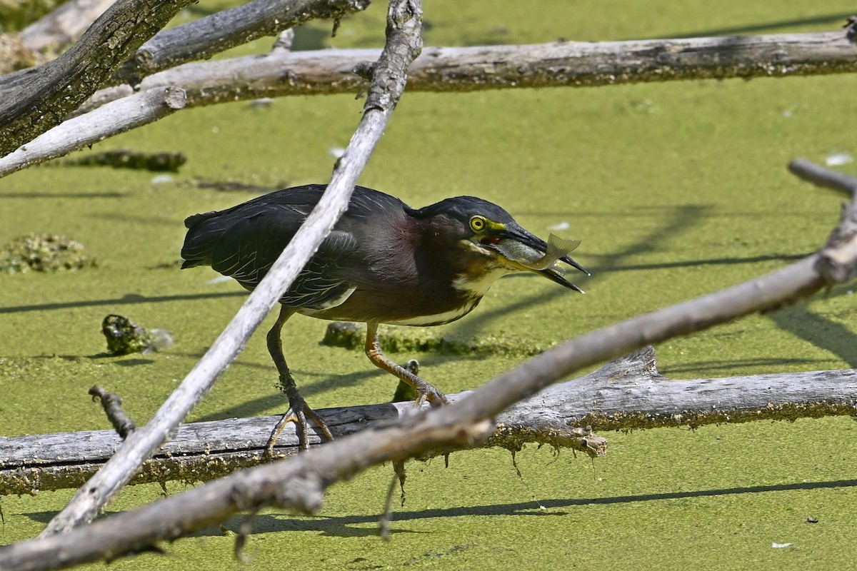 Green Heron - ML641266384