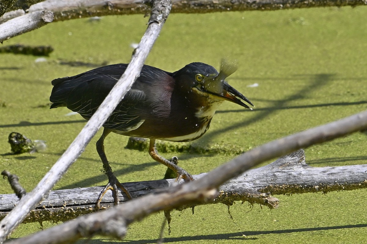Green Heron - ML641266390