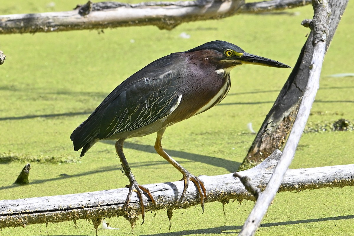 Green Heron - ML641266394