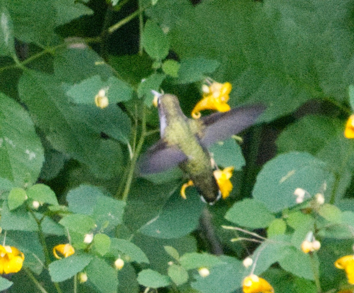 Colibri à gorge rubis - ML641266420